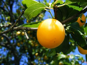 Descripción - Características - Variedades  Los Ciruelos Golden Japan provienen del continente asiático. Es un árbol de hoja caduca que, por lo general, alcanza los 6 o 7 metros de altura llegando, algunos ejemplares, a los 10 metros. La corteza del los Ciruelos Golden Japan puede tener un aspecto liso o agrietado y es de color gris o marrón. Las hojas son ovaladas, con el filo con forma de sierra, y con filamentos pilosos muy finos.   El fruto de los Ciruelos Golden Japan son de un color amarillo peculiar y están recubiertos por una cera blanquecina. En su interior encontramos un hueso con forma ovoide. Su pulpa es carnosa y muy dulce.  Los Ciruelos Golden Japan, como el resto de Ciruelos, es uno de los árboles frutales más resistente. Puede cultivarse en zonas frías o de altitud elevada sin muchos problemas. Se adapta a los suelos húmedos y pesados.  La época de maduración de los Ciruelos depende del territorio, y por lo tanto de las condiciones climáticas particulares, donde se encuentran. De forma orientativa para la península ibérica las épocas de maduración de las diversas clases de Ciruelos Europeos y Japoneses sería la siguiente: